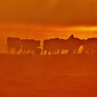 Cows at dawn I