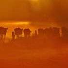 Cows at dawn II