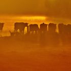 Cows at dawn III