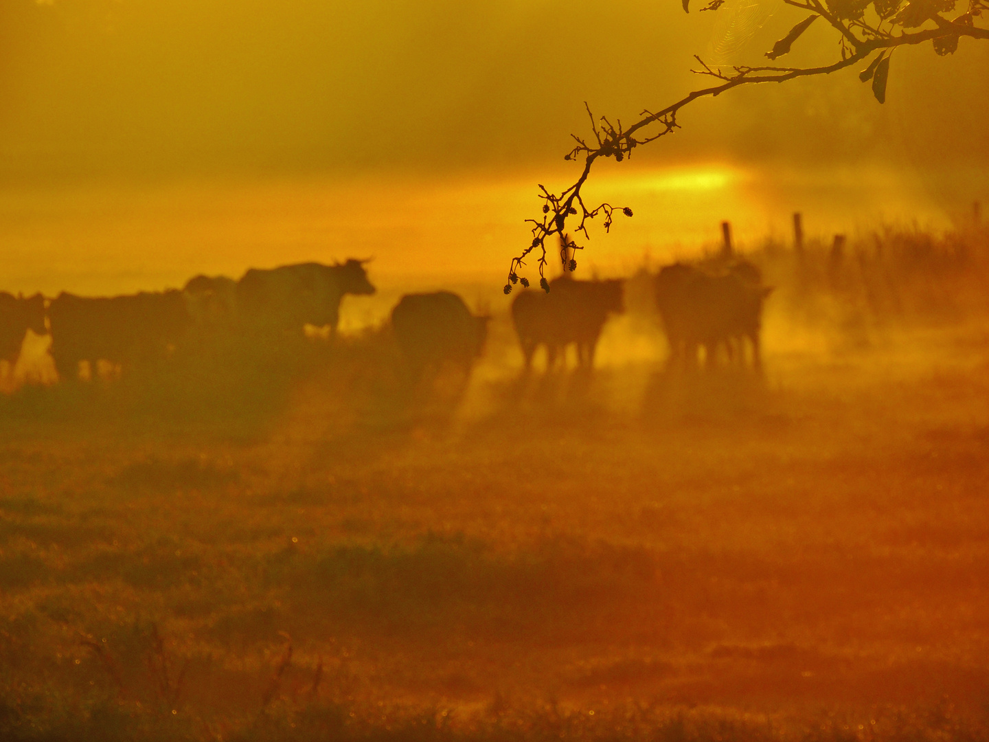 Cows at dawn IV