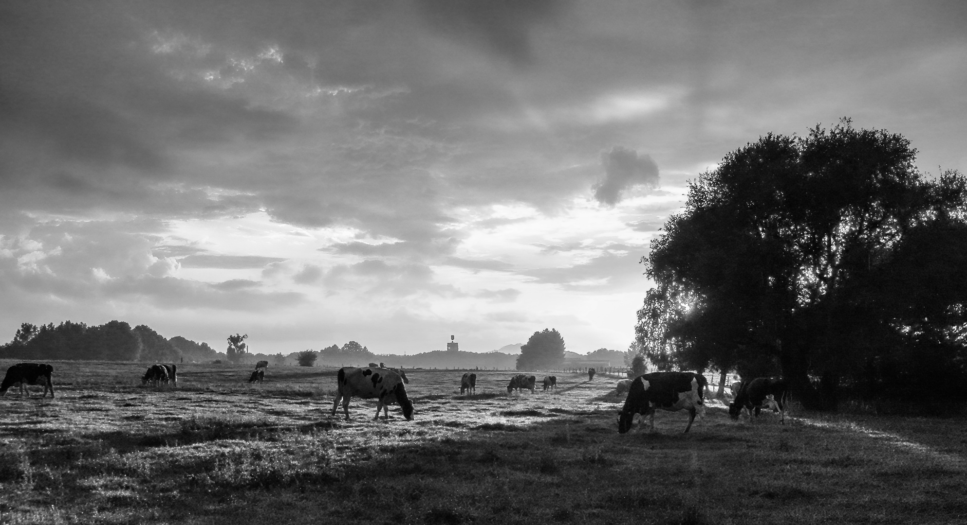 cows at sunset sw