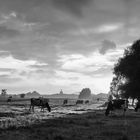 cows at sunset sw