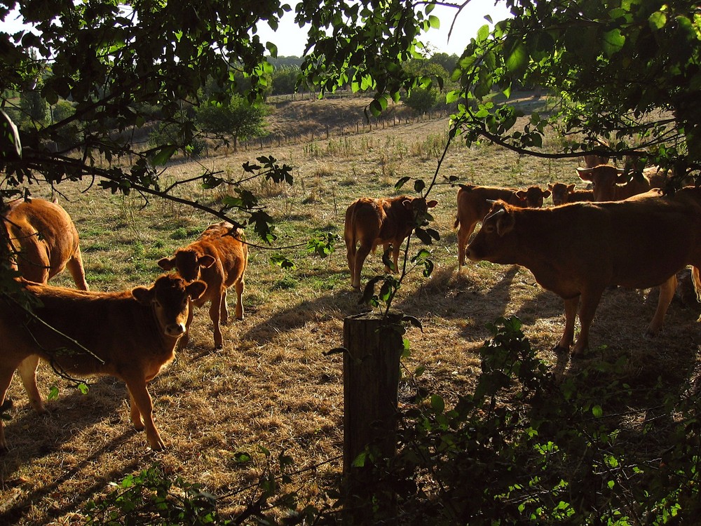 cows