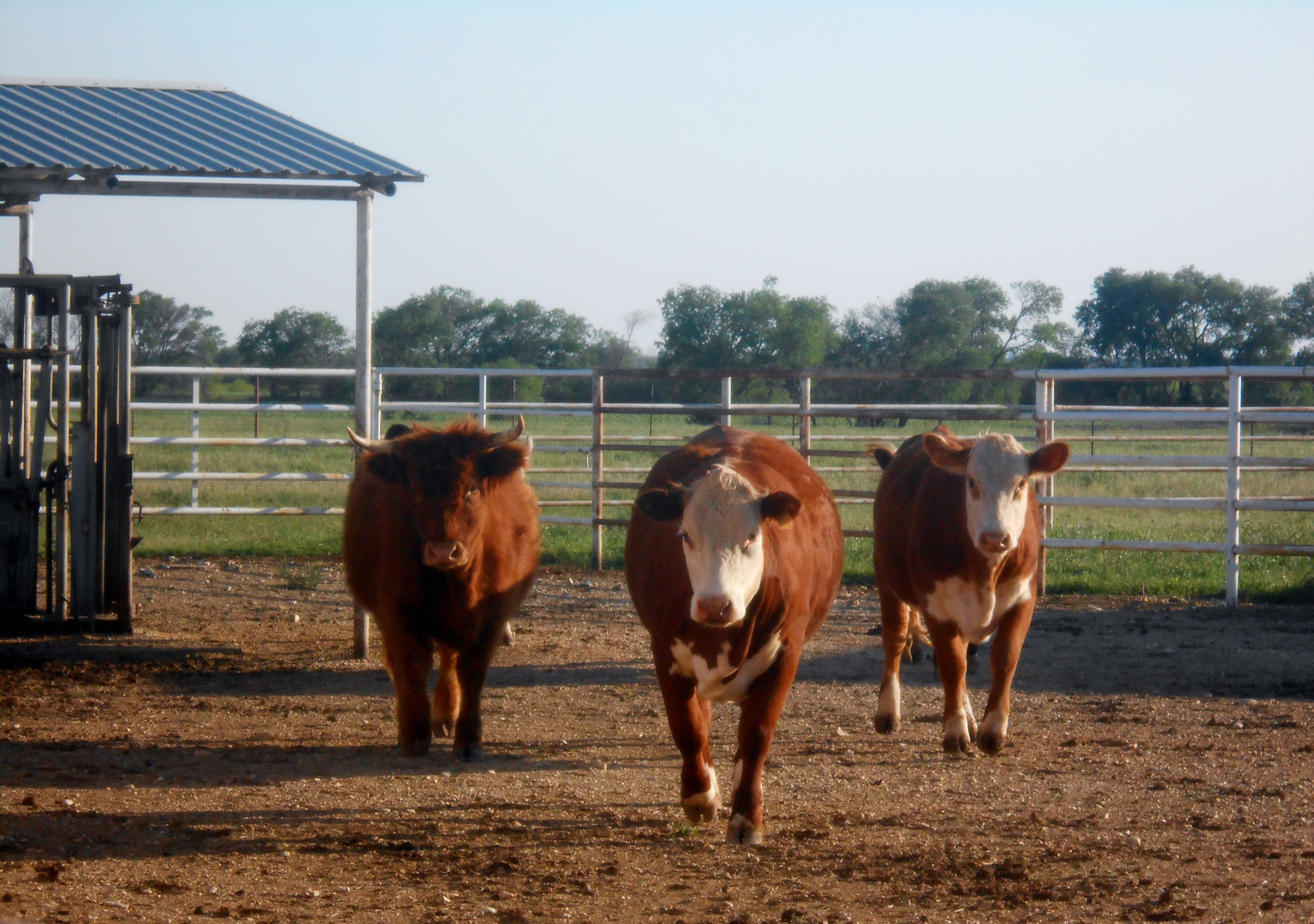 Cows band