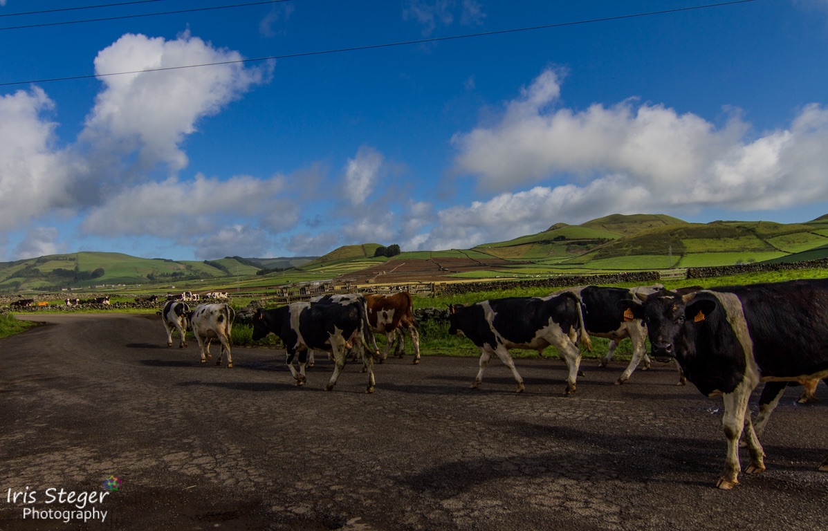 Cows crossing the street