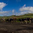 Cows crossing the street