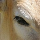 cow's eye