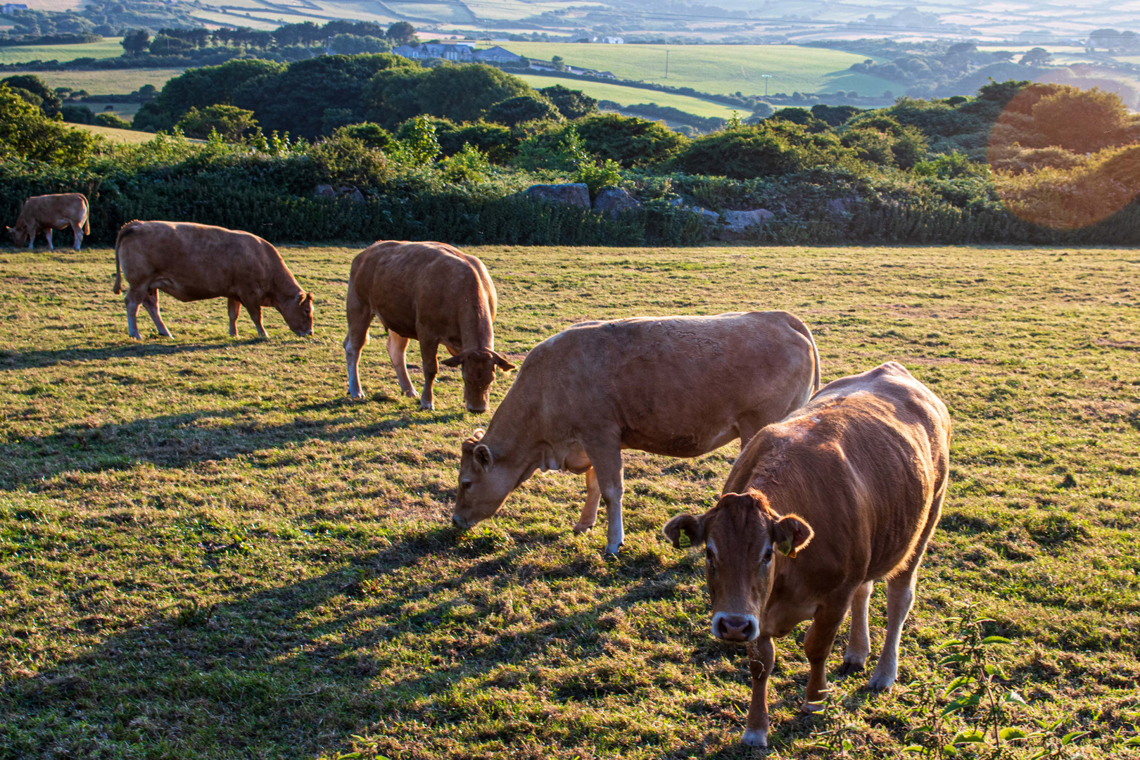 Cows in Cornwall