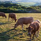 Cows in Cornwall