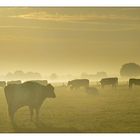 Cows in fog at sunrise