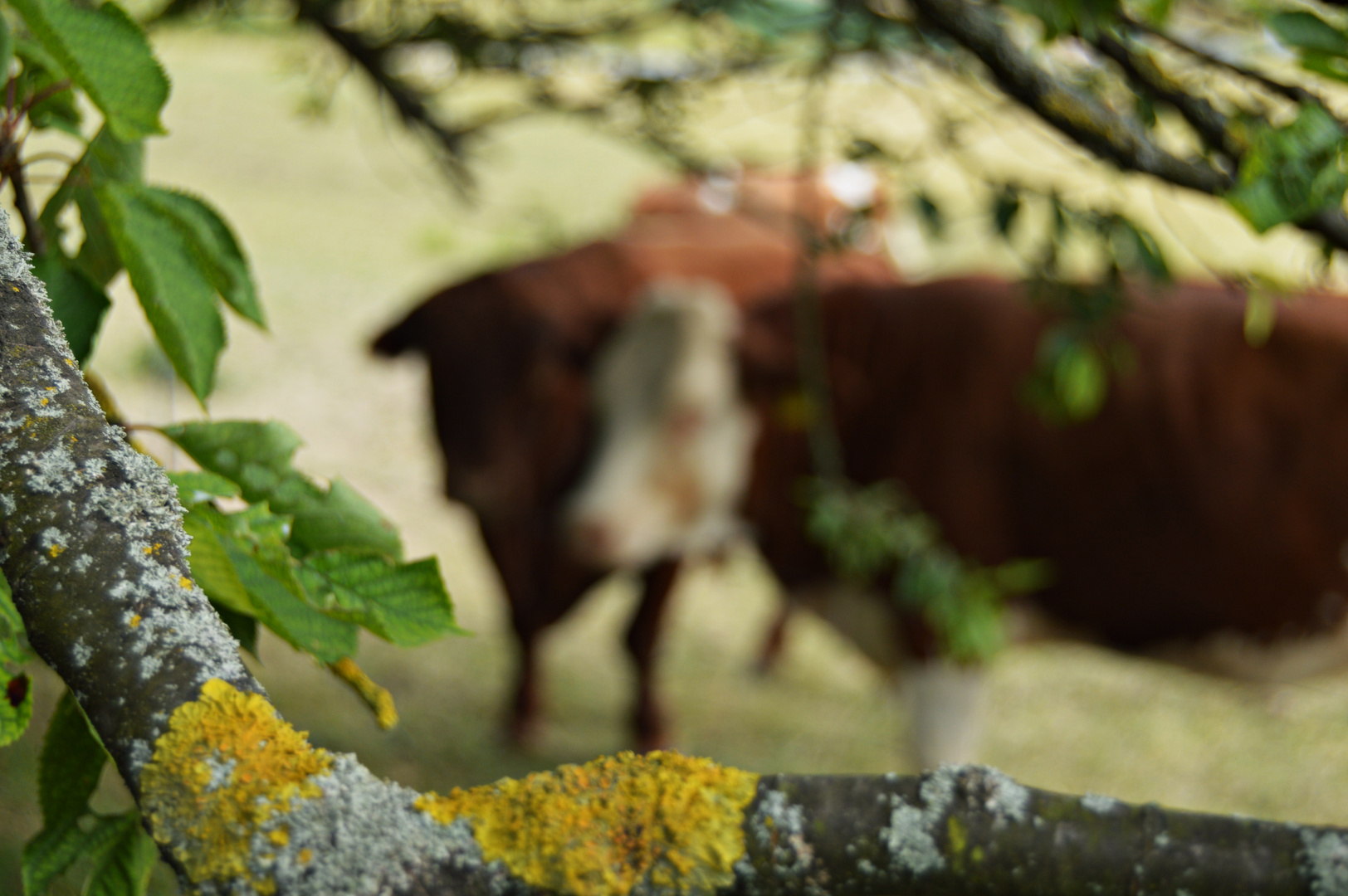 Cows in love