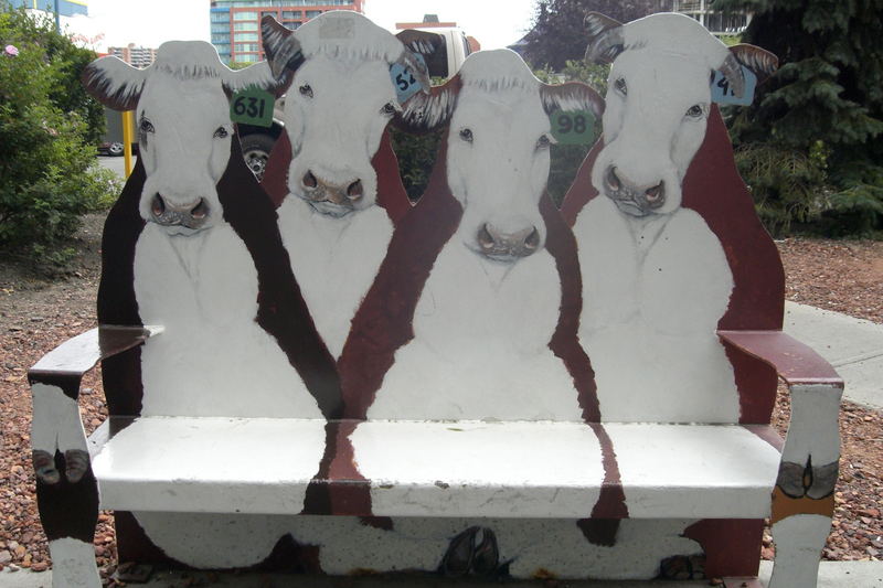 cows in the city