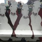 cows in the city