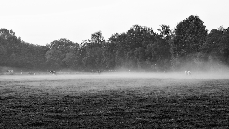 Cows in the fog