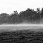 Cows in the fog