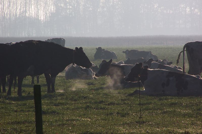 cows in the mist