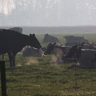 cows in the mist