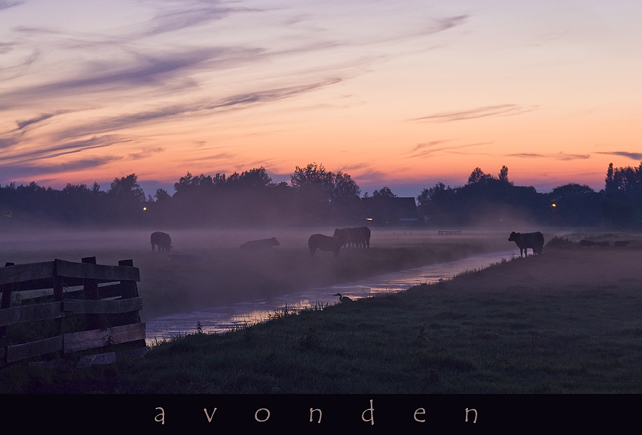 cows in the mist