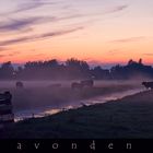 cows in the mist