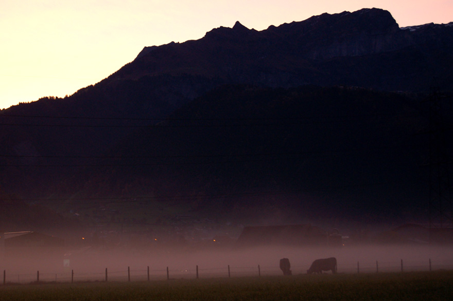 Cows in the Mist