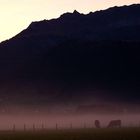 Cows in the Mist