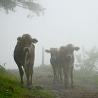 Cows in the mist