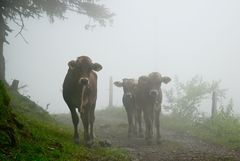 Cows in the mist