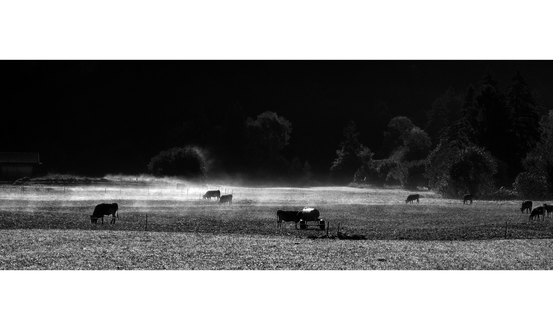 cows in the mist II