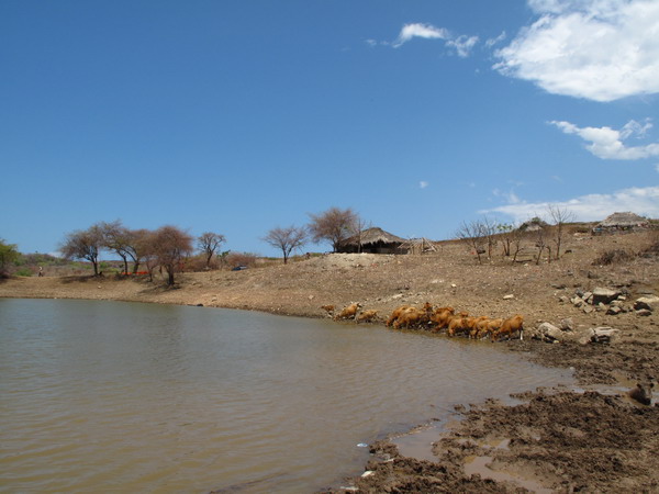 cows on blue