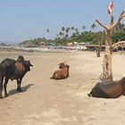 Cows on the Beach