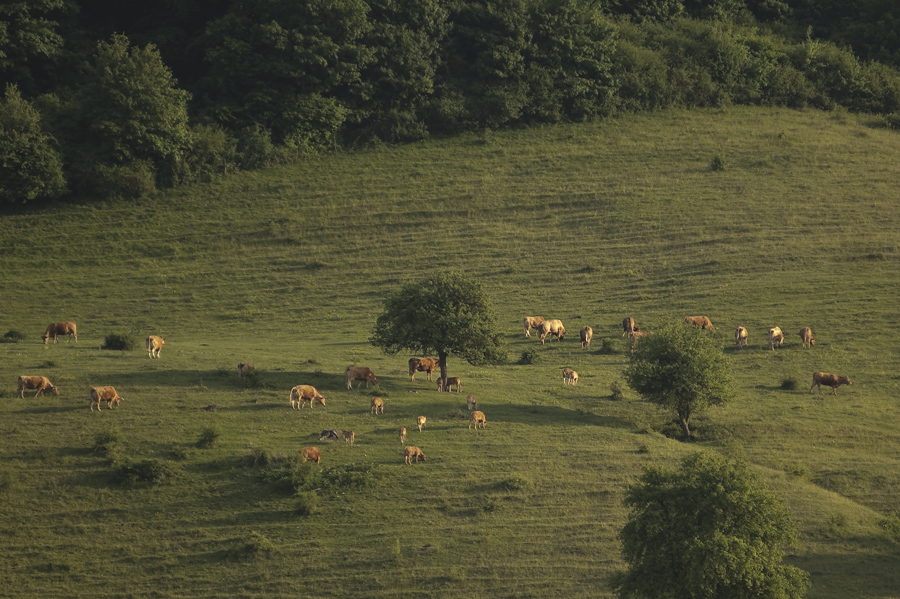 Cows on the hill