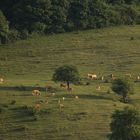 Cows on the hill