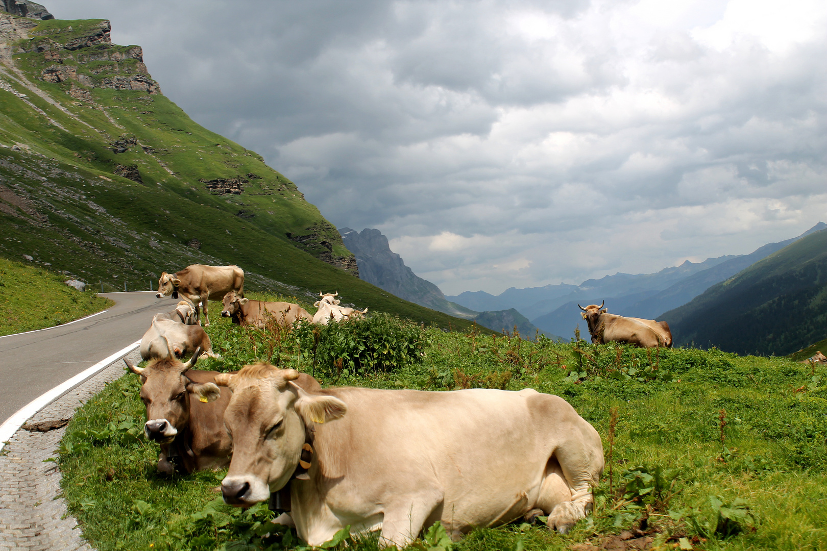 Cows on the rocks