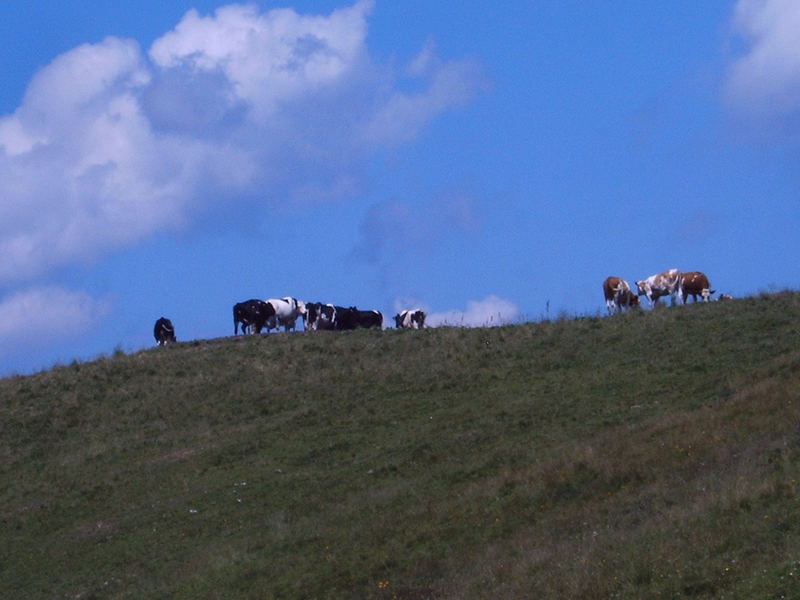 cows on the sky