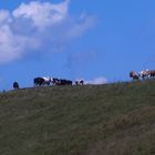 cows on the sky