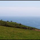 Cows on the West Coast