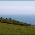 Cows on the West Coast