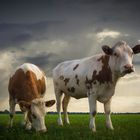 Cows waiting for the rain