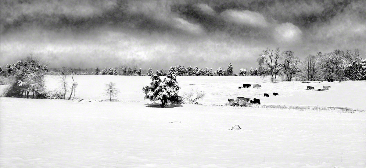 Cows & Winter Pasture