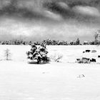 Cows & Winter Pasture