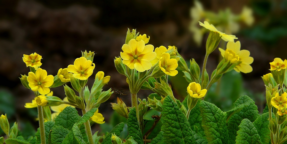 Cowslip