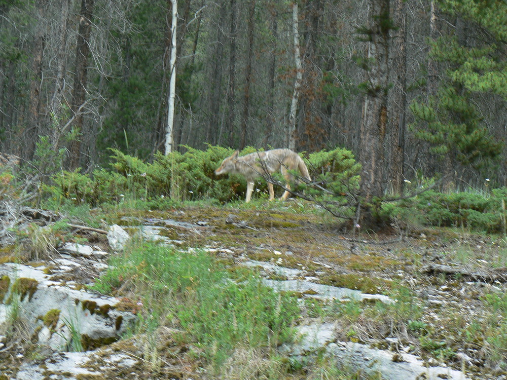 coyote