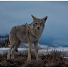 Coyote