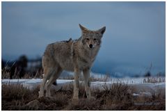 Coyote