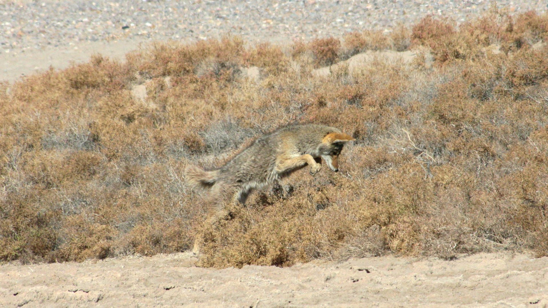 Coyote à la chasse