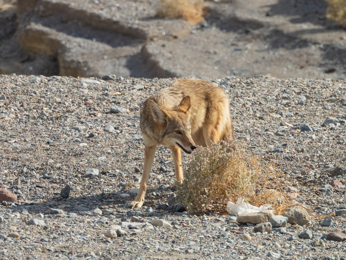 Coyote am Zabriskie Point