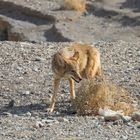 Coyote am Zabriskie Point