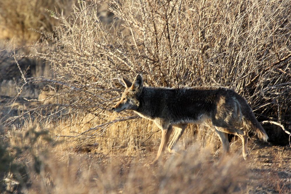Coyote auf Jagd