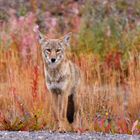 Coyote