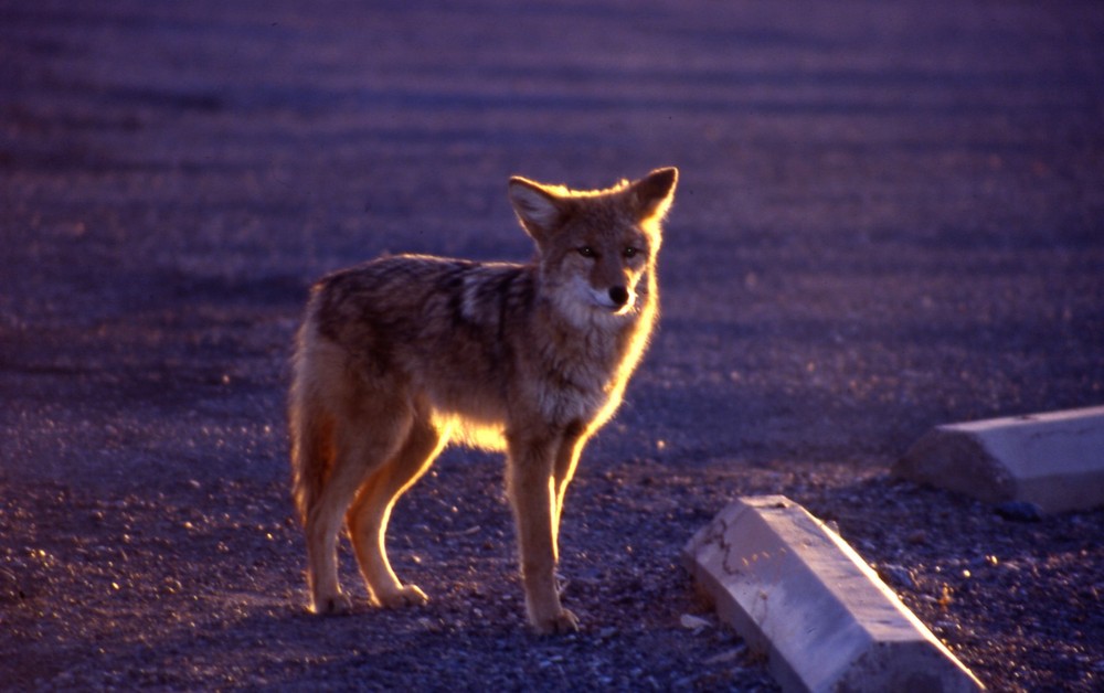 coyote death valley